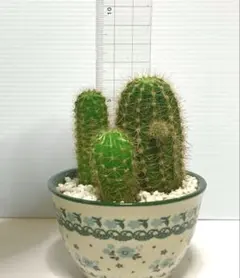 クゥとチャチャ様 リクエスト 2点 まとめ商品