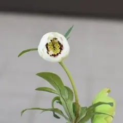 2026年最新】開花株の人気アイテム - メルカリ