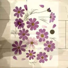 押し花　コスモス