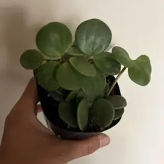 ❤️人気観葉植物❤️】ぺぺロミア ホープ ポットごと発送‼️ - メルカリ