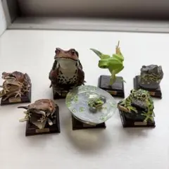 ネイチャーテクニカラー 日本のカエル ヒキガエル トノサマガエル ヒメ