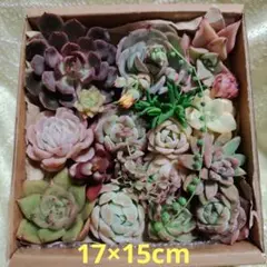 ミニ多肉BOX