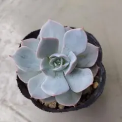 いんこちゃん様 リクエスト 4点 まとめ商品