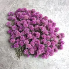 ドライフラワー　千日紅　ファイヤーワークス　花材