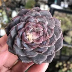 2026年最新】エケベリアムラサキの人気アイテム - メルカリ