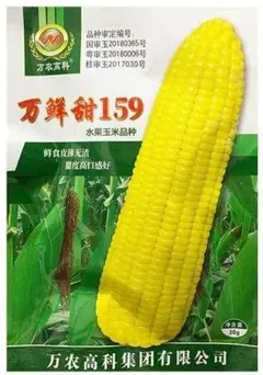 중국산 채소씨, 옥수수, 스위트콘, 완선스위트, 159, 10알, 쫄깃쫄깃~옥수수