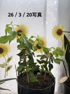 ブーゲンビリア斑入り No.310 らくらくメルカリ便発送‼️ - メルカリ