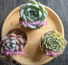 YYY様 リクエスト 2点 まとめ商品