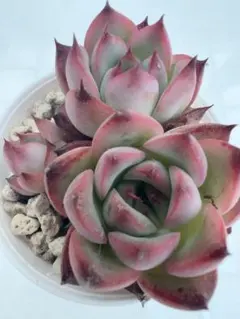 多肉植物 モーニングデュー 3株 抜き苗 - メルカリ