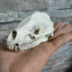 2026年最新】アナグマ頭骨の人気アイテム - メルカリ