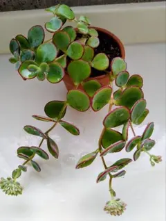 とまと様 リクエスト 2点 まとめ商品