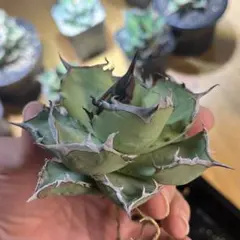 2025年最新】黒犀牛の人気アイテム - メルカリ