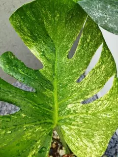 2026年最新】サイアムミント モンステラの人気アイテム - メルカリ