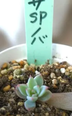 2026年最新】ザラゴーサSPノバの人気アイテム - メルカリ