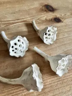 人気 品切れ商品 村上直子 箸置き 蓮 モチーフ 粉引き はしおき 和食器 食器 2026年最新】村上直子 箸置きの人気アイテム - メルカリ