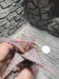 2026年最新】aloe hybridの人気アイテム - メルカリ