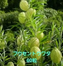 ❁⃘*.゜大人気 フウセントウワタ 種 60粒 再販❁⃘*.゜のサムネイル