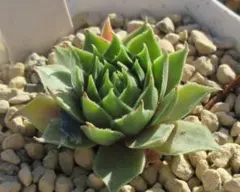 2025年最新】sempervivumの人気アイテム - メルカリ