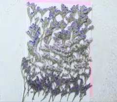 押し花ブルーファタジアセット