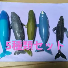 Whales & Co. くじら&co.ビック（5種類セット）