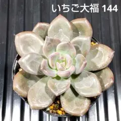 いちご大福 144 エケベリア 多肉植物 抜き苗