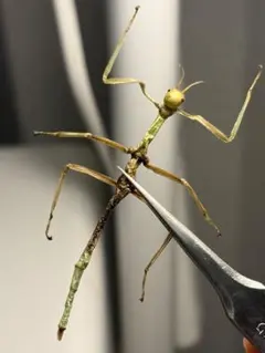 オオカマキリ 立体標本 昆虫標本 - メルカリ