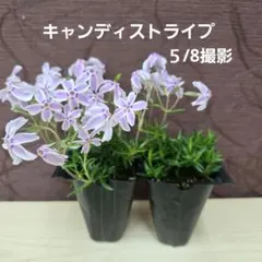 芝桜苗◆キャンディーストライプ◆⑤のサムネイル