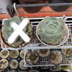 多肉植物 ミニ寄せ植え 黒のビニールポットで発送です♪ 466→444