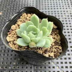 2025年最新】錦玉園の人気アイテム - メルカリ