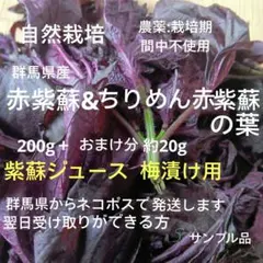自然栽培　群馬県産 赤紫蘇 &ちりめん赤紫蘇　新鮮摘み立て　ネコポス 200gのサムネイル