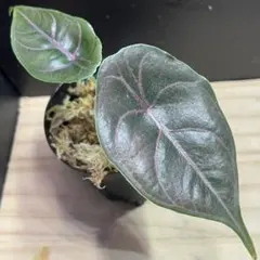 Alocasia azlanii アロカシア アズラニー 熱帯植物のサムネイル