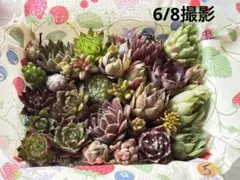 ちびちび苗のつめつめパック ③ ちびちび苗のつめつめパック ⑦ - メルカリ