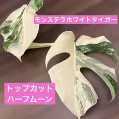 2026年最新】モンステラ ホワイトタイガー ハーフムーンの人気アイテム