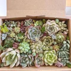 ゆうゆうメルカリ便　多肉植物　カット苗とセダム寄せ植えセットのサムネイル