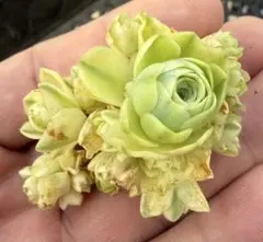 R*す様 新入荷グリーノビア　キャッツアイ覆輪錦　アエオニウム　多肉植物　I苗画