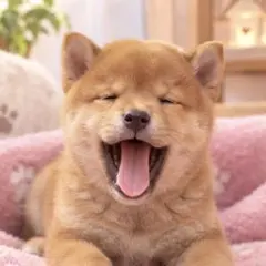 【1147】柴犬 豆柴 ステッカーシール・缶バッジ・キーホルダー