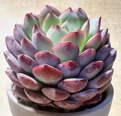 H*C様 2855新入荷　エメラルドワルツ　エケベリア　多肉植物　撮影2月23日