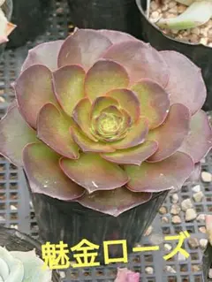 多肉植物 アエオニウム 魅金ローズ錦 1株 根土付き発送 - メルカリ
