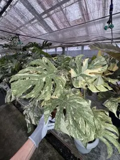 2025年最新】モンステラレガシーの人気アイテム - メルカリ