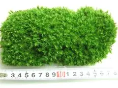 kogiku様 リクエスト 3点 まとめ商品