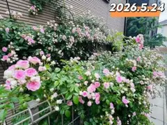 ユキコ つるバラ苗 ミニばら苗 ツルバラ苗 - メルカリ