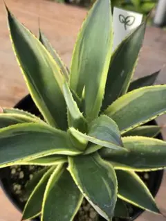 2025年最新】サングロー アガベの人気アイテム - メルカリ