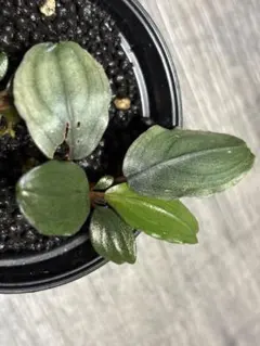 ブセファランドラsp mukok 斑入り Yahoo!オークション - 【ブセファランドラ】Bucephalandra sp.Mukok Bl