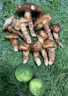 Item thumbnail for item d921a056-e4e1-4180-a0e8-3094d9d87e07