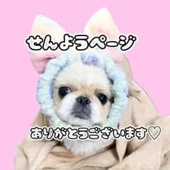 専用ページ