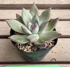 み*ん様 コロラータタパルパ　臼田リンゼアナ　ぼのぼのさん　土付き発送　多肉　b 📷colorata Tapalpa x臼田リンゼアナ タパルパ臼リンです😊 最近