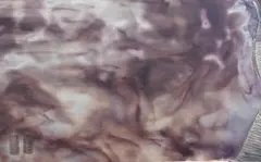 オシアナリングモトル-1