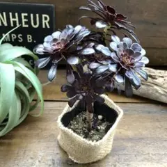 〇ポットごと♡大人気♡黒法師♡アエオニウム♡多肉植物♡おしゃれのサムネイル