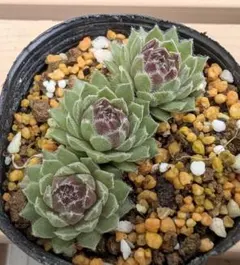 センペルビウム ディズニーフェスティバル 多肉植物 - メルカリ