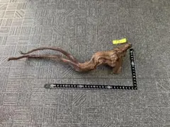 2025年最新】水槽 流木 あく抜き済みの人気アイテム - メルカリ